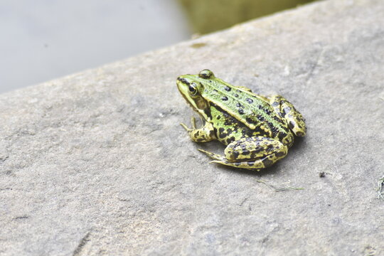gr&uuml;ner Teichfrosch 