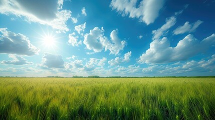 Obraz premium Wheat Field Flourishing in Rural Landscape