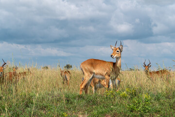 Grasantilopen, Kobus thomasi, in Savanne