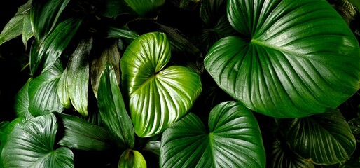 leaves background