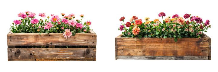 A rustic wooden flower box with blooming chrysanthemums  isolated on a transparent background.