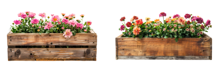 A rustic wooden flower box with blooming chrysanthemums  isolated on a transparent background.