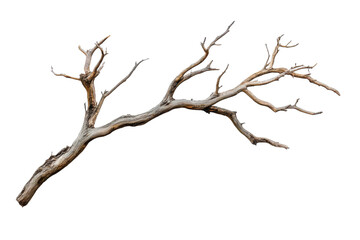 A dry tree branch with intricate shapes and textures is isolated against a white background, showcasing its natural beauty and unique form