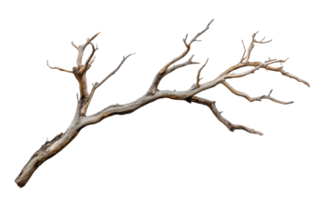 A dry tree branch with intricate shapes and textures is isolated against a white background, showcasing its natural beauty and unique form