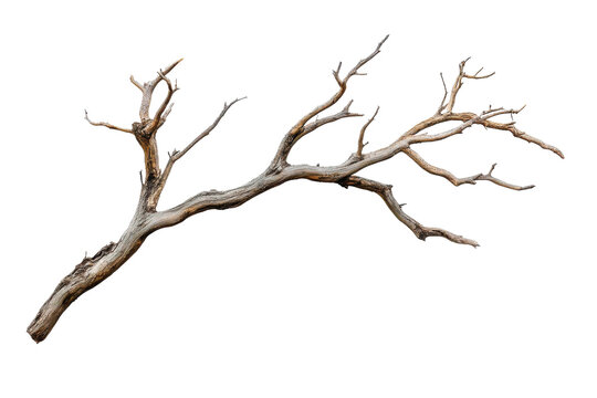A dry tree branch with intricate shapes and textures is isolated against a white background, showcasing its natural beauty and unique form