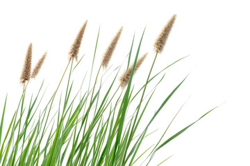 Delicate cattail and reed plants stand tall against a pristine white background, showcasing their vibrant green stalks and soft, feathery tufts
