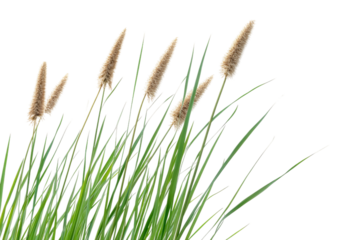 Delicate cattail and reed plants stand tall against a pristine white background, showcasing their vibrant green stalks and soft, feathery tufts
