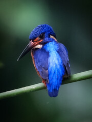kingfisher on a branch