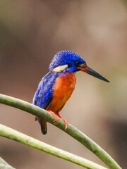 kingfisher on the branch