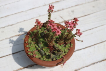 Sempervivum Perseus Rojnik