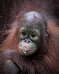 Borneo orangutans ( Pongo pygmaeus)