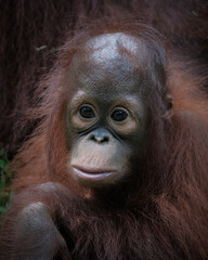 Borneo orangutans ( pongo pygmaeus)