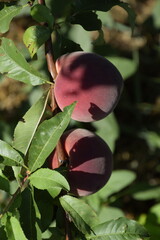 Bright red peach fruits on branches of the tree.