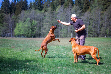 A Joyful Moment Engaging in Dog Training Amidst the Beauty of Nature and Outdoors