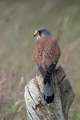 Male Kestrel (Falco tinnunculus) perched in a field