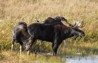 Bull and Cow Moose Rutting in Wyoming in Autumn