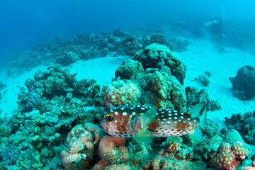 Diving is underwater swimming with special equipment. In English, where the word is taken from, the...