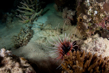 Diving is underwater swimming with special equipment. In English, where the word is taken from, the English word diving simply means 