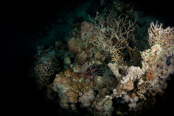 Diving is underwater swimming with special equipment. In English, where the word is taken from, the...
