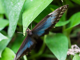 Close up of Blue Morpho, Morpho peleides, big butterfly sitting on green leaves, found in Mexico, Central America, northern South America, Paraguay.