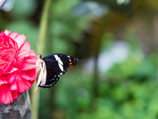 Close up female Catonephele numilia in captive. The blue-frosted banner Catone, Grecian shoemaker or stoplight Catone, is a butterfly of the family Nymphalidae found in Central and South America.