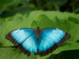 Close up of Blue Morpho, Morpho peleides, big butterfly sitting on green leaves, found in Mexico, Central America, northern South America, Paraguay.