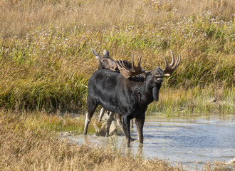 Bull and Cow Moose Rutting in Wyoming in Autumn