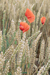 Three poppies in a Wheatfield