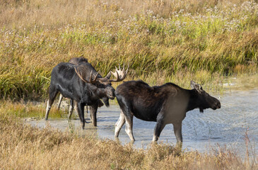Bull and Cow Moose Rutting in Wyoming in Autumn