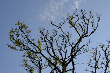Silhouetted Tree Branches Against a Clear Blue Sky