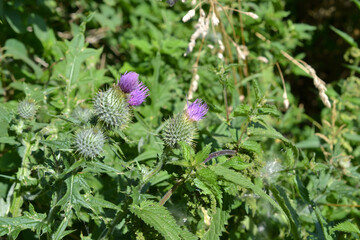 Purple Thistle Flowers Blooming in a Wild Green Field