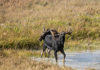 Bull and Cow Moose Rutting in Wyoming in Autumn