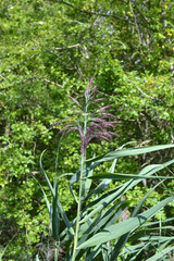 Tall Grass Swaying in the Breeze in a Lush Green Field