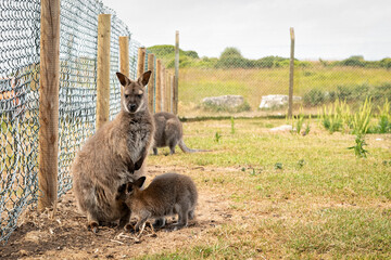 Young wallaby with the head in its mother pouch