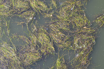 Submerged Seaweed: Dense Clusters of Aquatic Plants in Clear Water