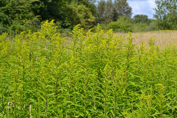 Field of Goldenrod: Dense Green Foliage in a Sunny Meadow