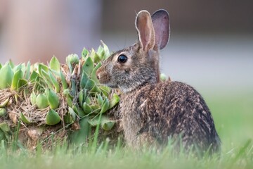 rabbit in the grass