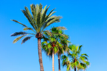 Palm trees are standing tall in a clear blue sky. Sky is bright and sunny, and the trees are lush and green. The scene is peaceful and serene, with the palm trees providing a sense of calm