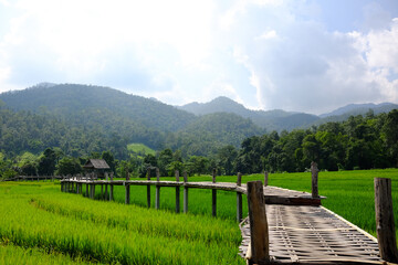 Fototapeta premium landscape of woven wooden bridge for walking across agriculture field and greenery paddy rice terrace to homestay and hut on hill in Thailand