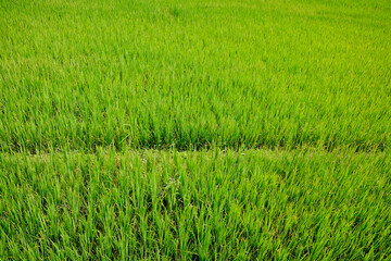 agriculture of greenery paddy rice terrace field on mountain with sunny in the countryside of Thailand