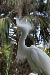 Snowy Egret in a tree