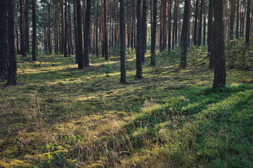 Obraz premium Wald - Sonnenstrahlen - Beautiful - Rays - Sunlight - Forest - Green - Silent - Summer - Morning - Landscape - Scenic - Woodland - Nature - Concept - Ecology - Environment 