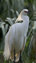 Snowy Egret in a tree