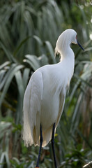 Snowy Egret in a tree