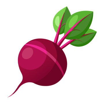 red beet with green leaves clip art preview