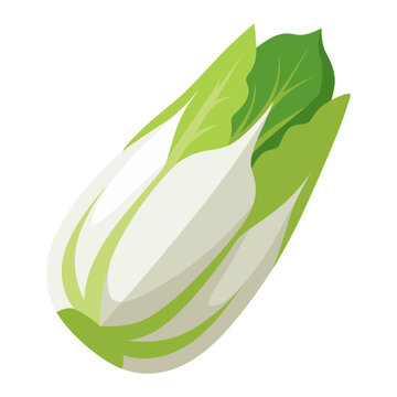 endive vegetable for cooking meals. A bright element isolated on white for design. Vector illustration