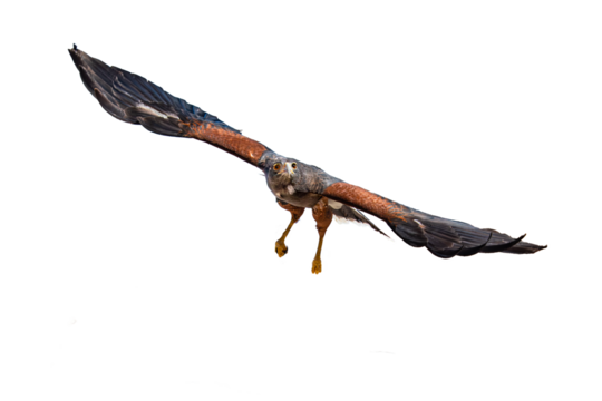 Harris's Hawk (Parabuteo unicinctus) Photo, in Flight Head-on, Over an Isolated Transparent PNG Background