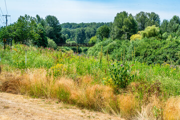 River Park Landscape 2