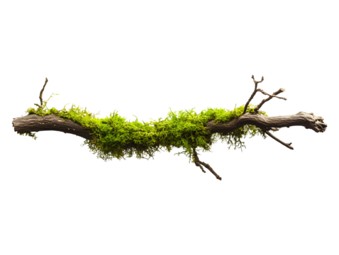 Moss covered branch isolated on transparent or white background