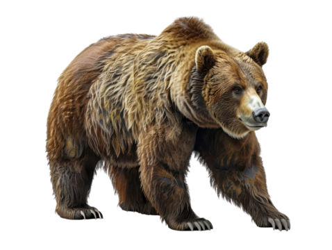 A realistic depiction of a brown bear walking, showcasing its powerful stature and detailed fur texture.